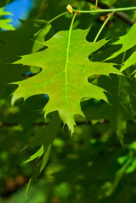 Quercus palustris - dub bahenní - list